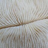 White Coral Fungia 24 cm