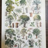 Lithograph on trees from 1928 "linden"