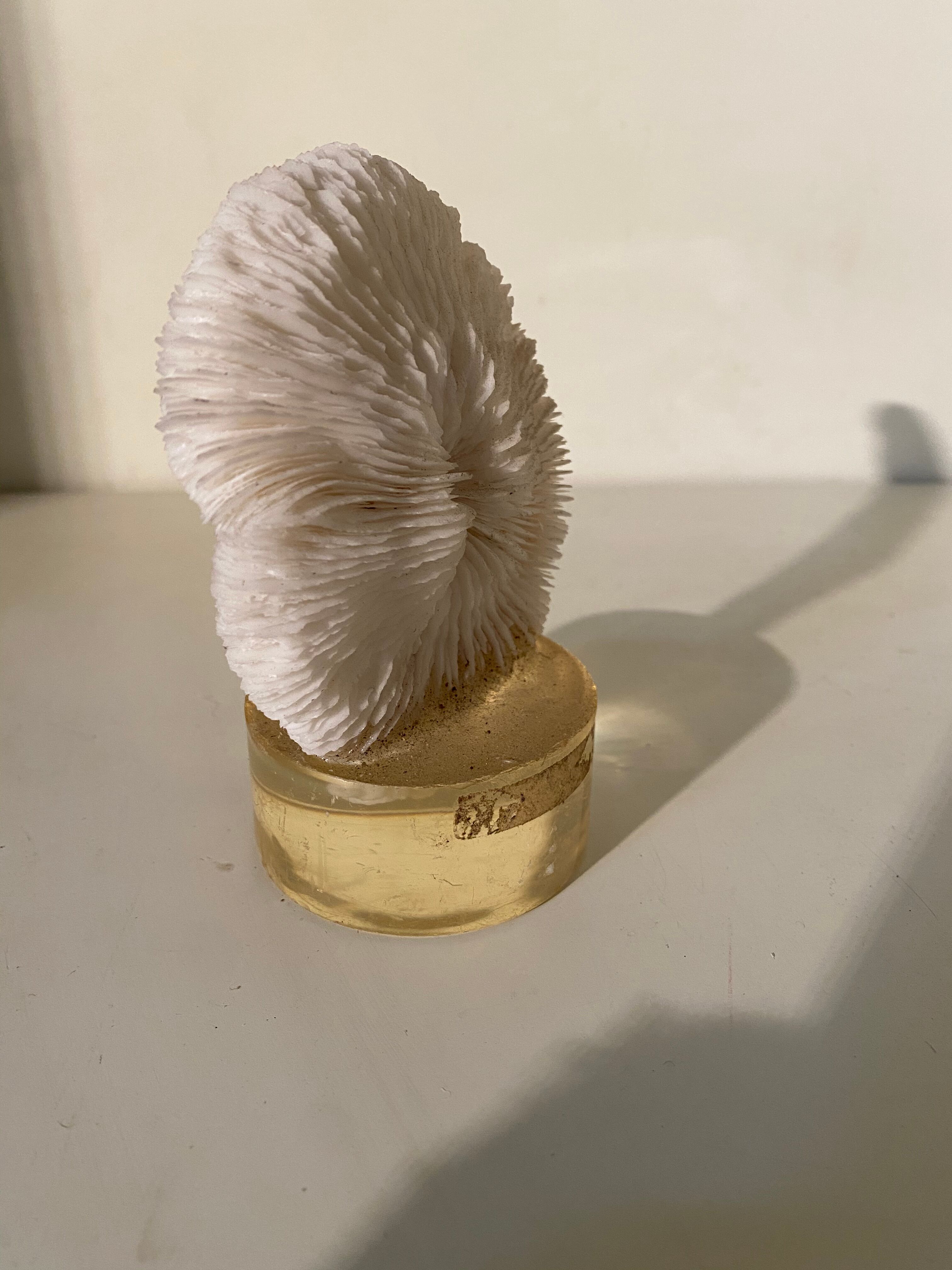 Corail sur résine vintage