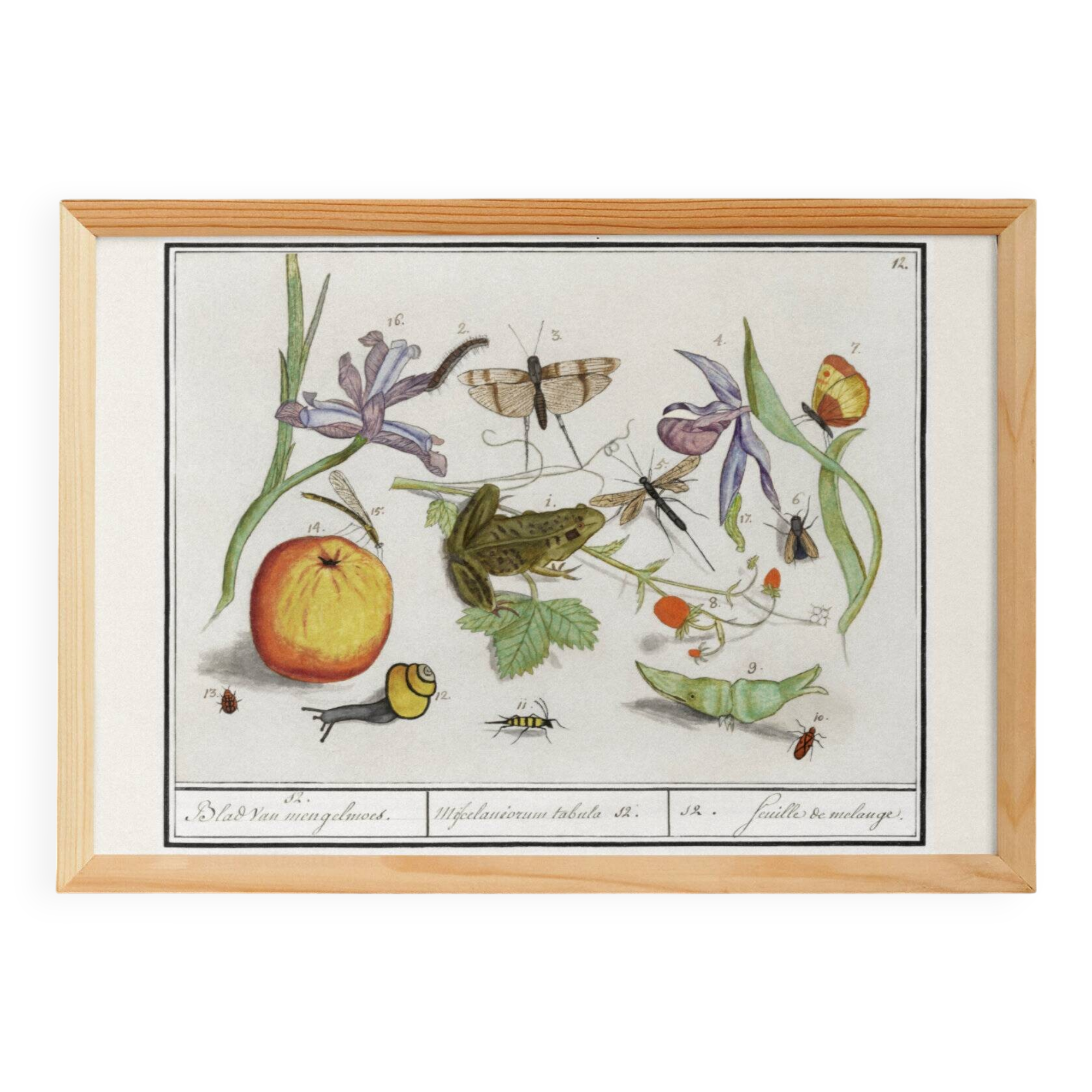 Small poster on "Insects and plants", after an old engraving from 1