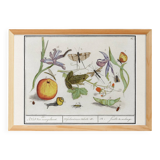 Small poster on "Insects and plants", after an old engraving from 1