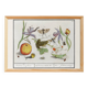 Small poster on "Insects and plants", after an old engraving from 1