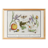 Petite affiche sur "Insectes et plantes", d'après une gravure ancienne de 1