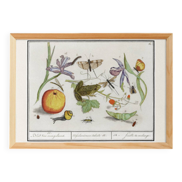 Petite affiche sur "Insectes et plantes", d'après une gravure ancienne de 1
