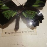 Curved naturalized butterfly frame