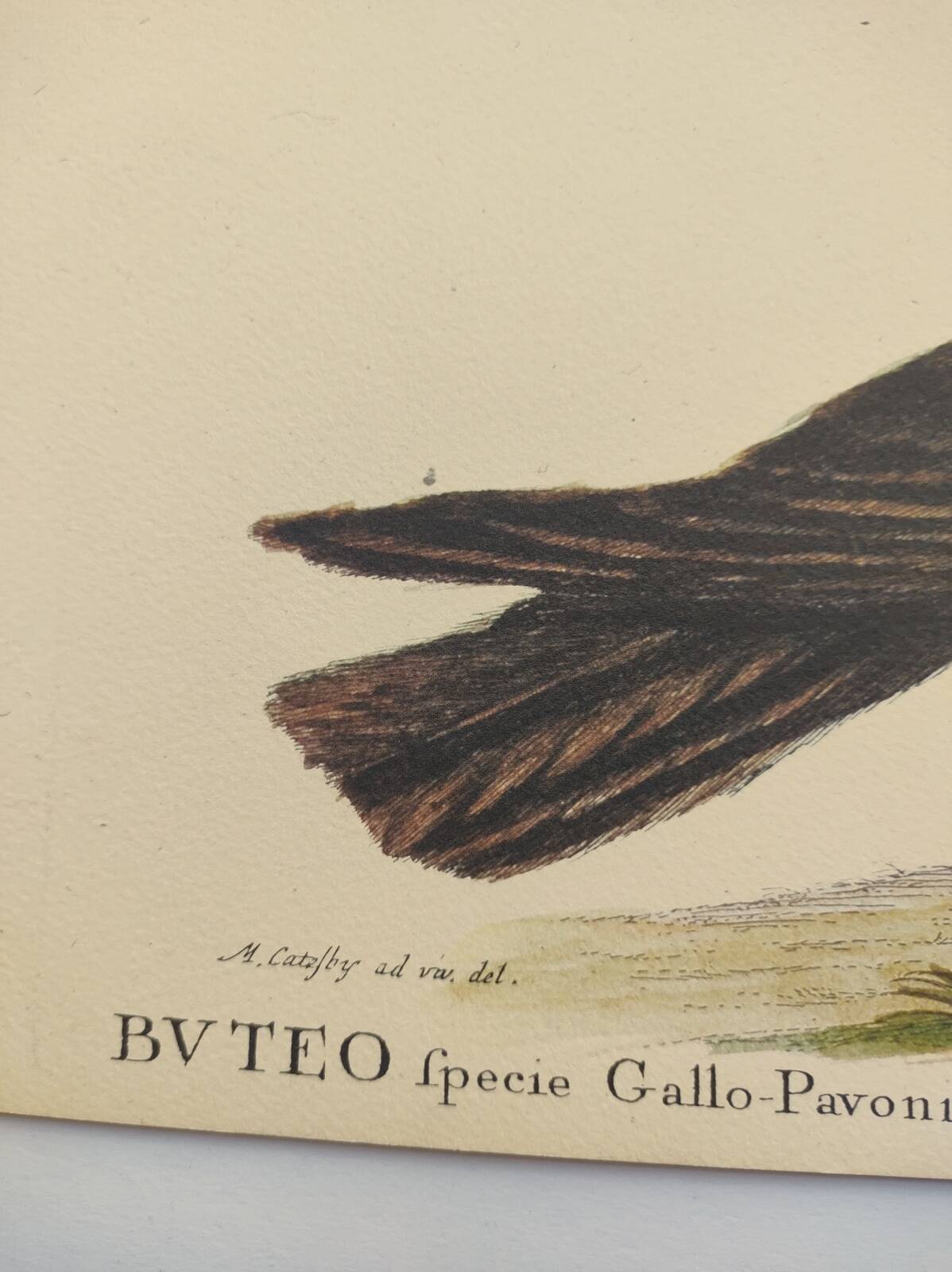 Old bird engraving - Hawk with peacock figure - Zoological plate by Seligmann & Catesby