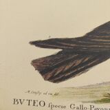 Old bird engraving - Hawk with peacock figure - Zoological plate by Seligmann & Catesby