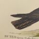 Old bird engraving - Hawk with peacock figure - Zoological plate by Seligmann & Catesby