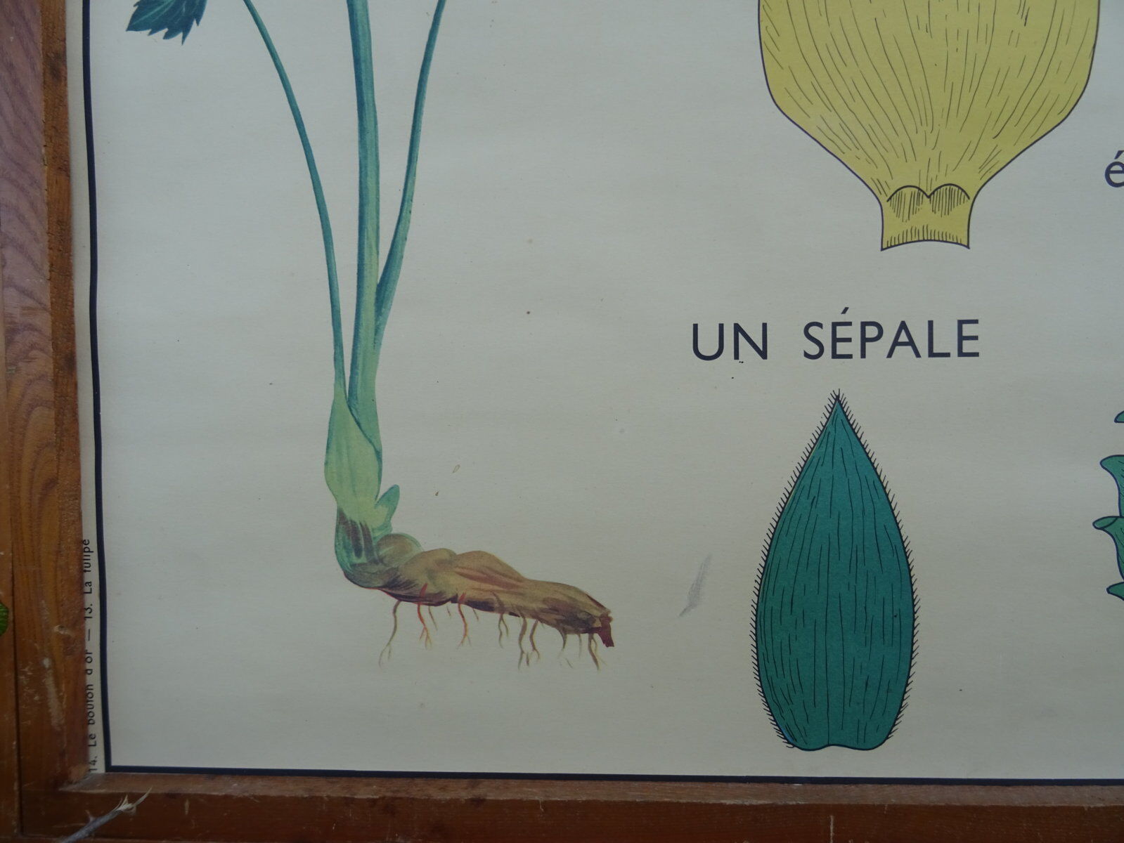 Set of 10 Rossignol posters on plants with frame