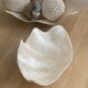 Pearly white shell benign cup