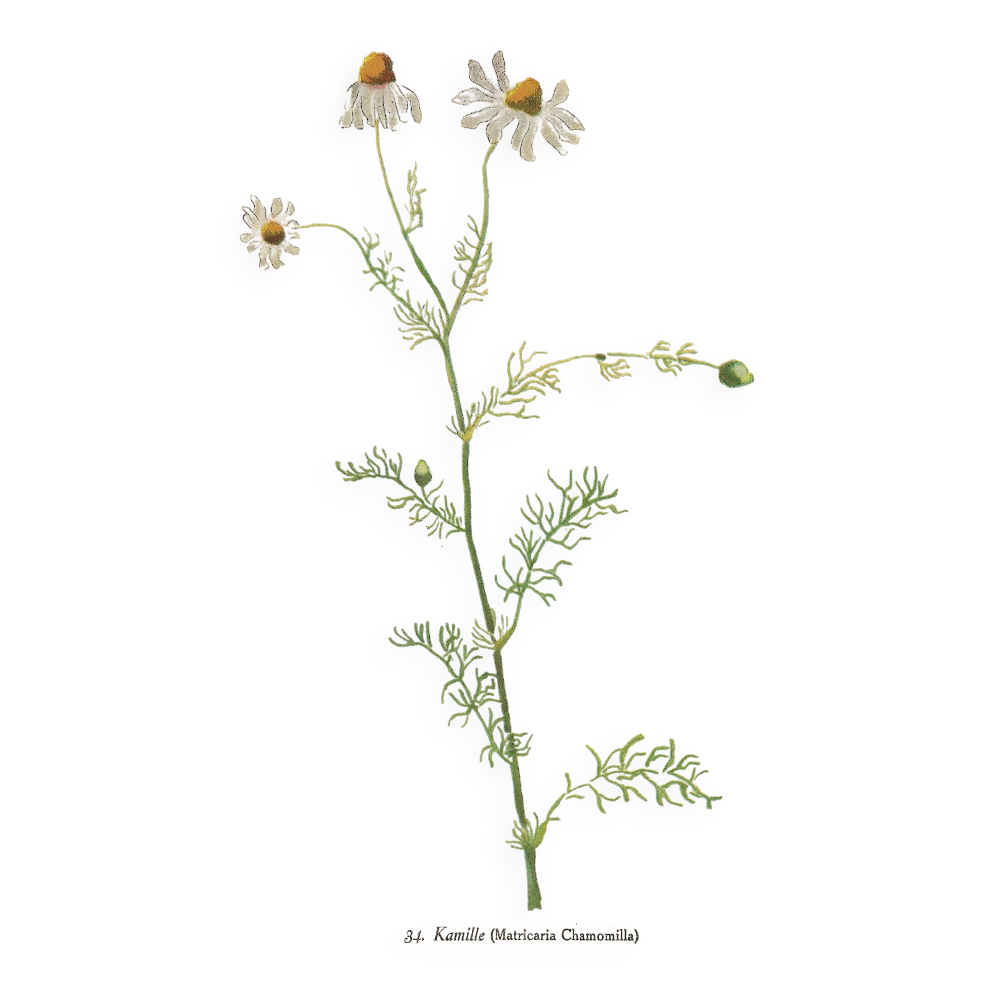 Old illustration 1948 - Chamomile by H. Strache - Botanical plate