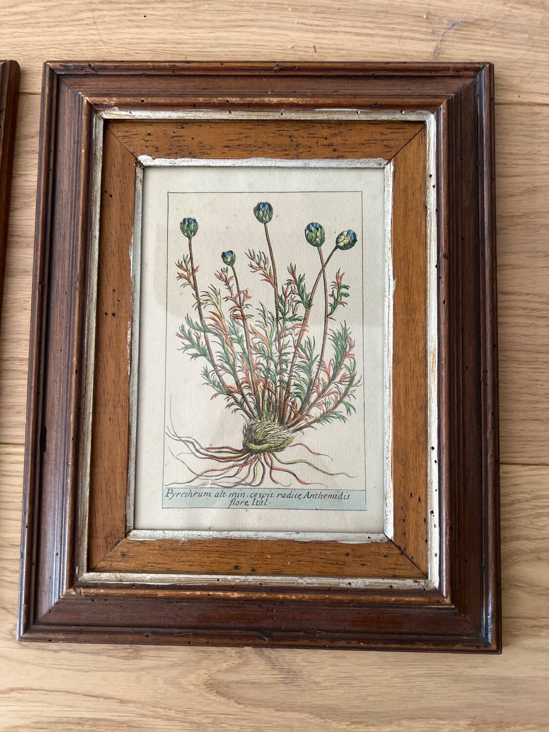 Plant engraving frame duo