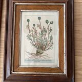 Duo cadre gravure plantes