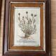 Plant engraving frame duo