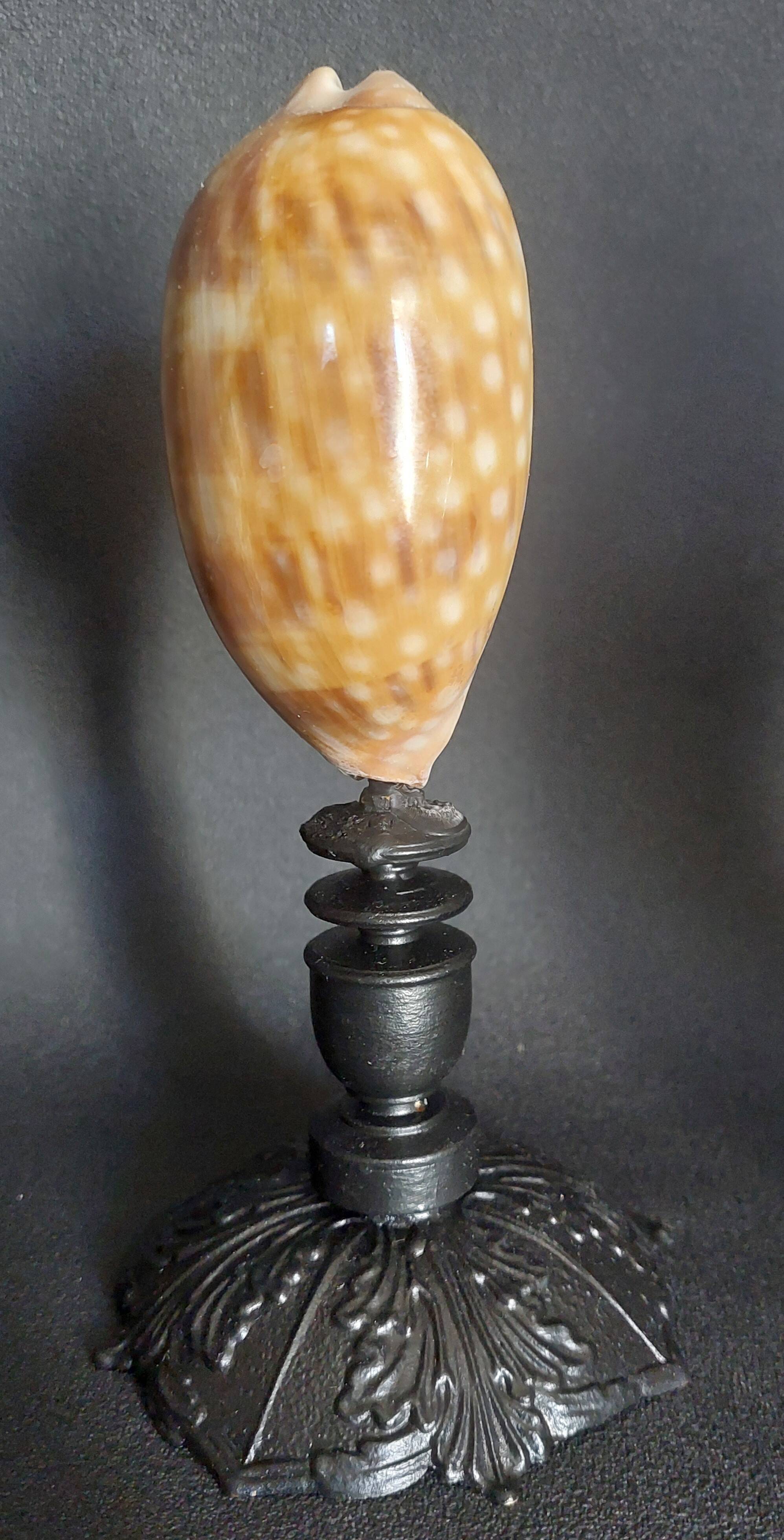 Cabinet of Curiosities macrocypraea zebra shell on a base