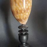 Cabinet of Curiosities macrocypraea zebra shell on a base