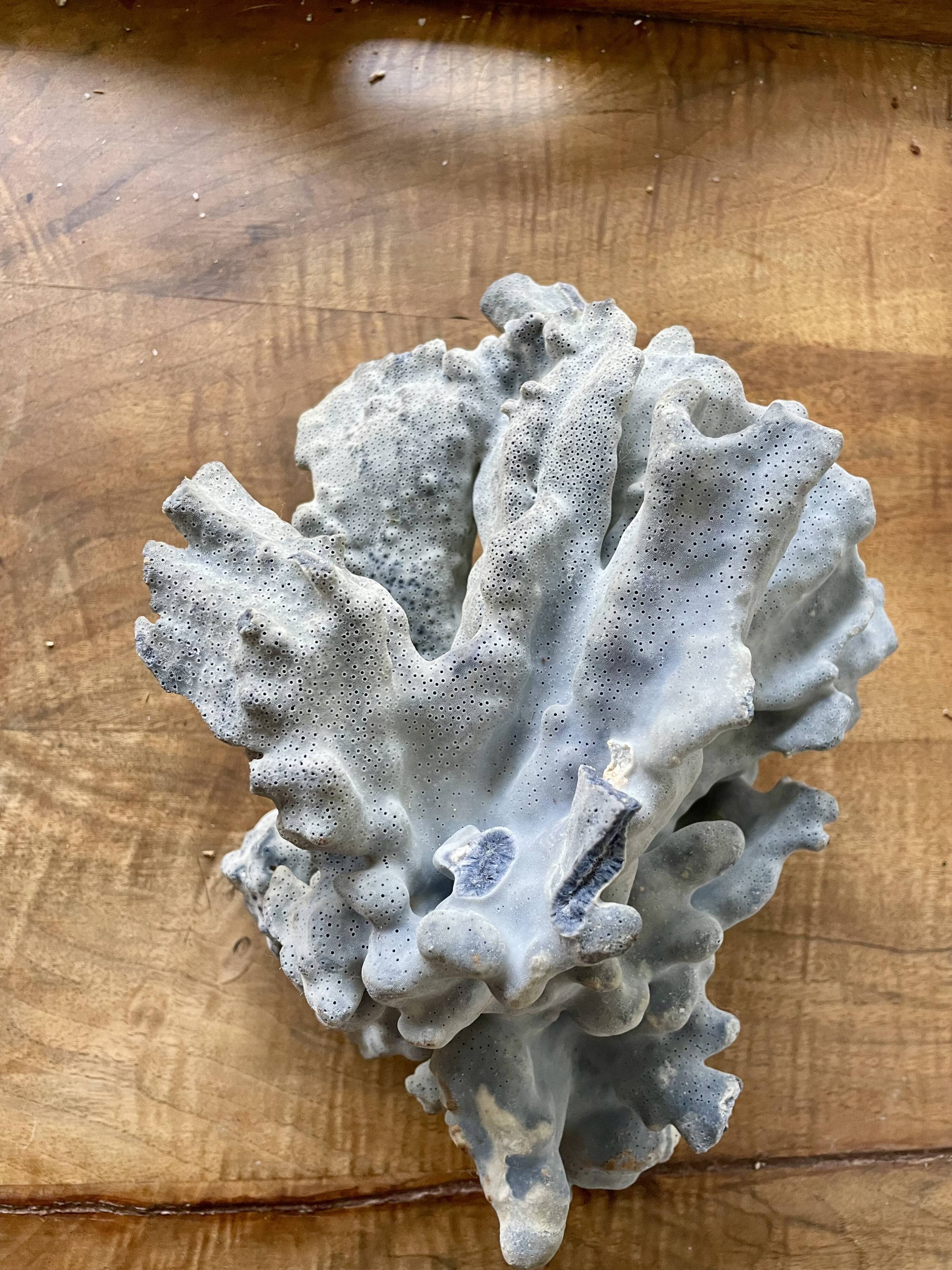 Blue coral