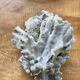 Blue coral