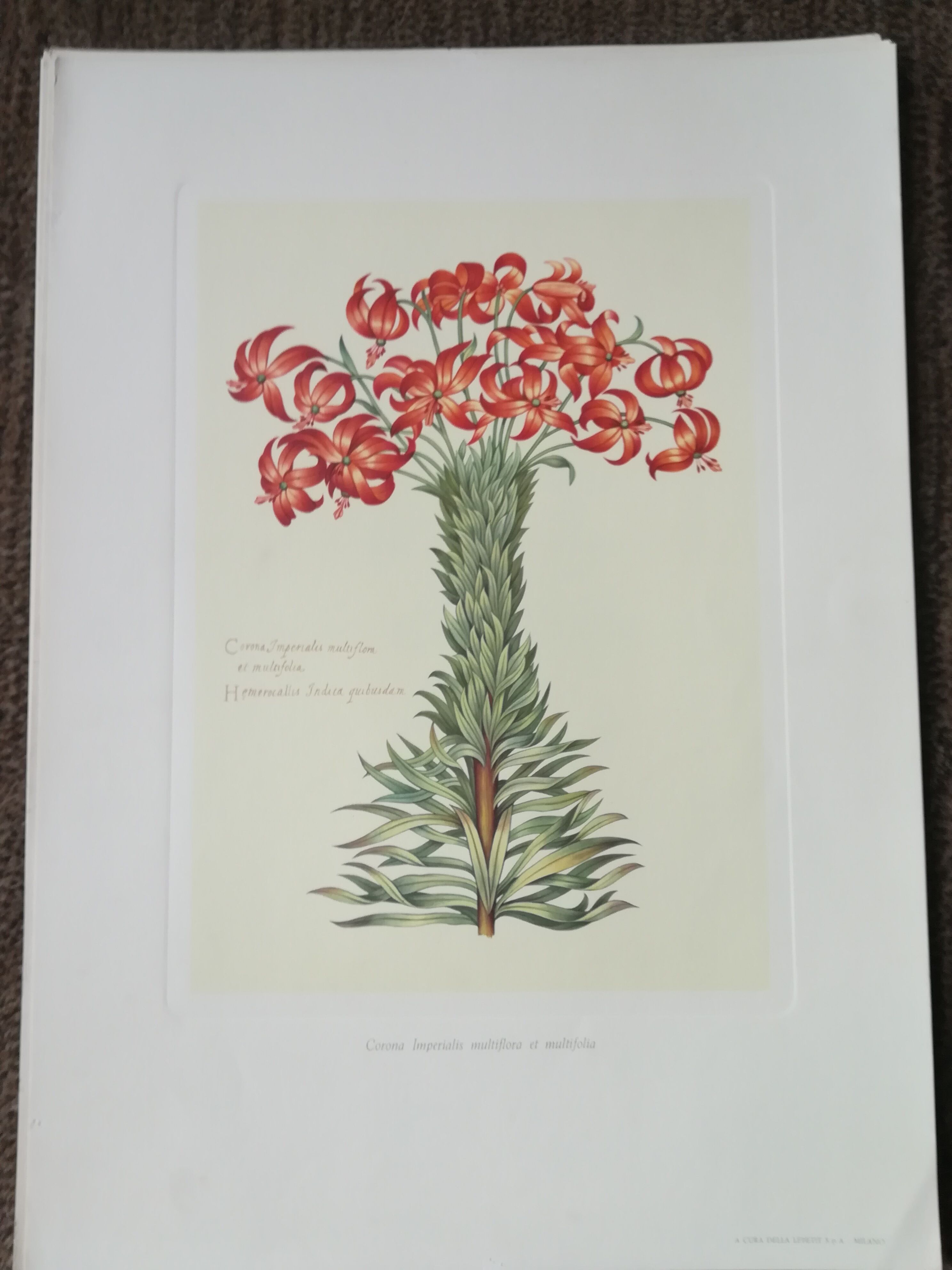 Lot of 6 botanical boards