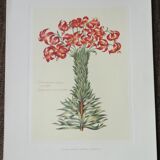 Lot of 6 botanical boards