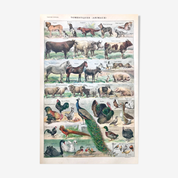 Planche pédagogique ancienne animaux 1922