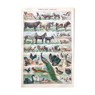 Planche pédagogique ancienne animaux 1922