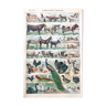 Planche pédagogique ancienne animaux 1922