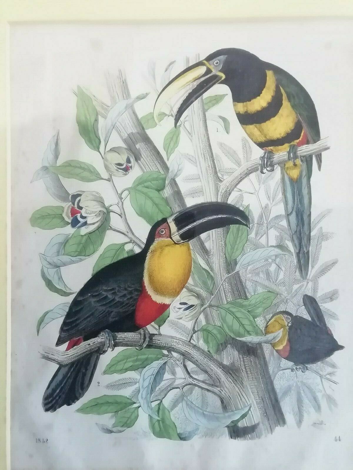 Gravure oiseaux 1852