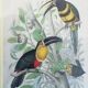 Engraving birds 1852