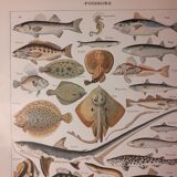 Lithograph on fish from 1922