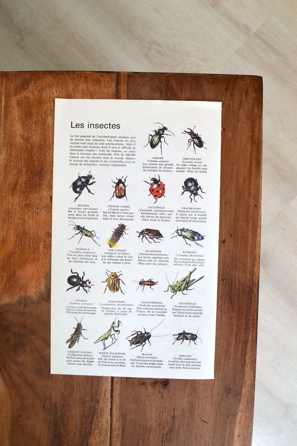 Butterfly and insect poster on both sides 1969