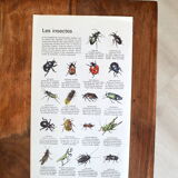 Butterfly and insect poster on both sides 1969