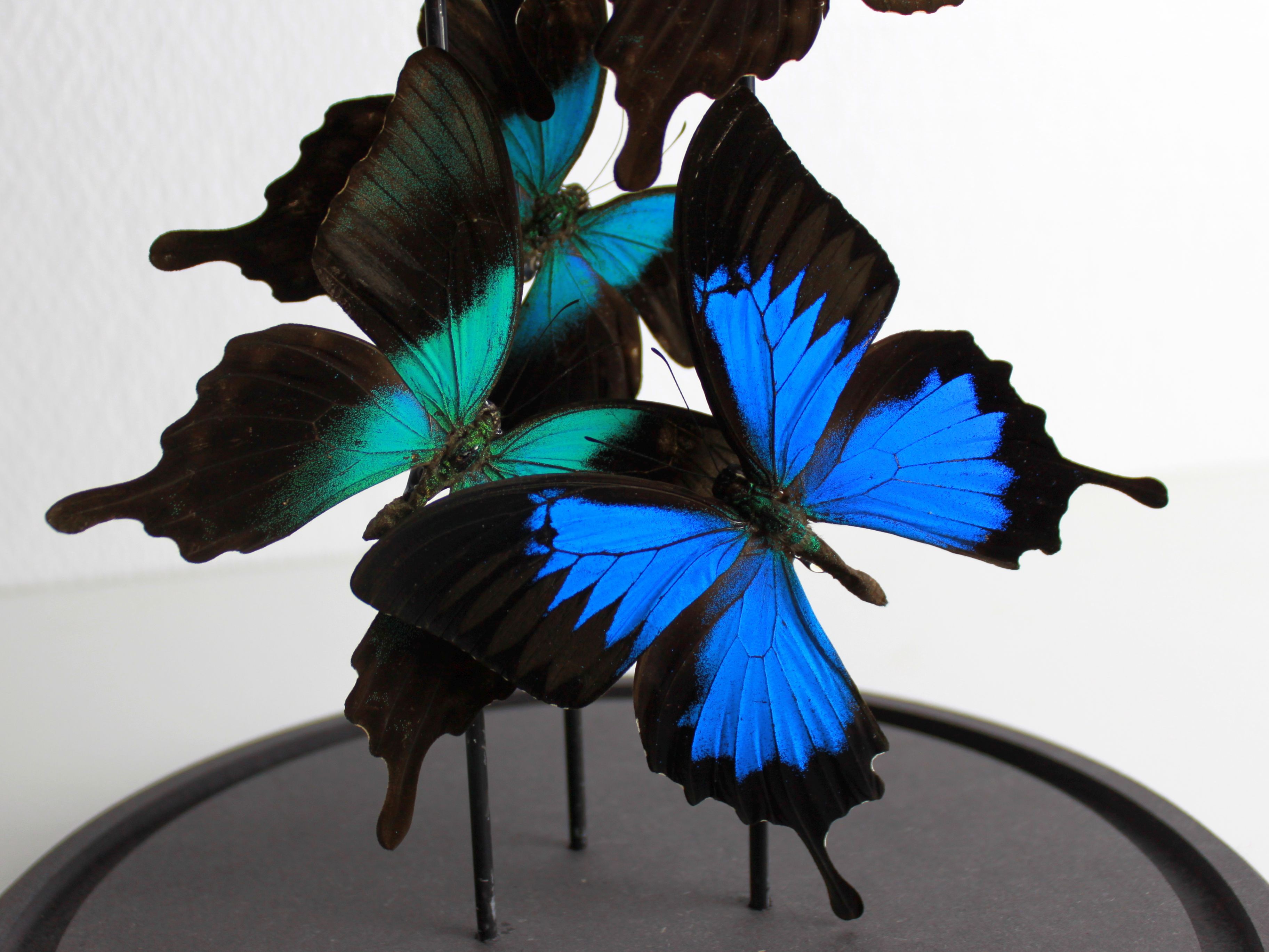 Flight of butterflies under globe