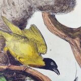 Old engraving from 1838 - Weaver and its nest - Hand-colored plate. zoology and ornithology
