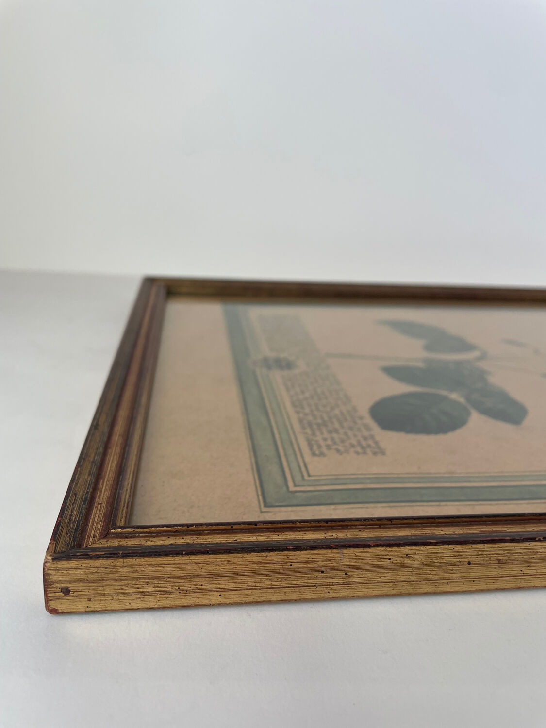 Botanical poster PJ Redoute