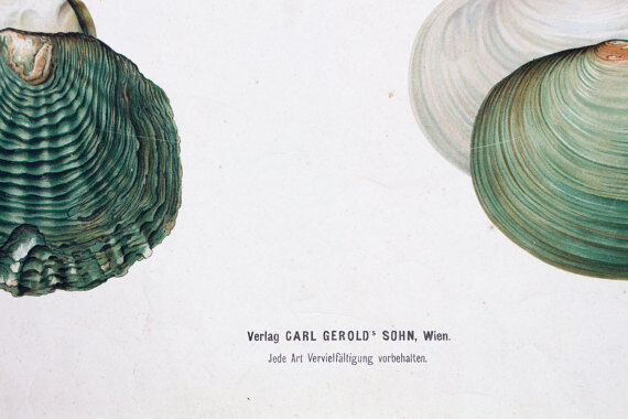 Poster "mussels, flowers, critters" by Schlereth 1879