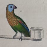 Original Ornithological plate " Meunier - Crik with blue face - &c... " Buffon (1836)