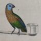 Original Ornithological plate " Meunier - Crik with blue face - &c... " Buffon (1836)