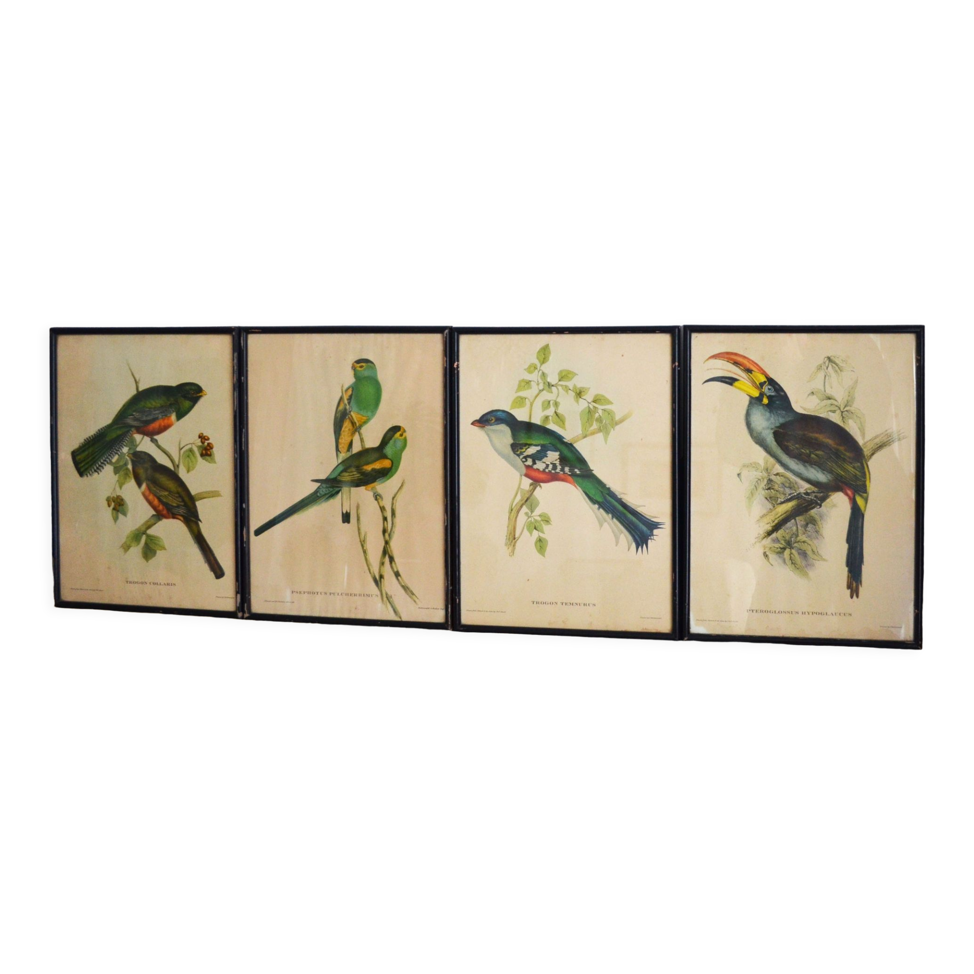 4 reproductions of naturalistic engravings exotic birds