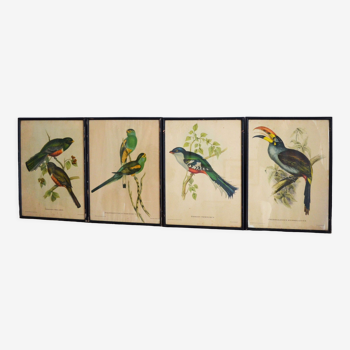 4 reproductions gravures naturalistes oiseaux exotiques