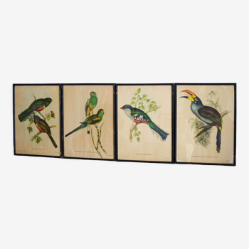 4 reproductions of naturalistic engravings exotic birds