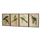 4 reproductions of naturalistic engravings exotic birds