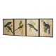 4 reproductions of naturalistic engravings exotic birds