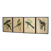 4 reproductions of naturalistic engravings exotic birds