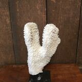 Coral on plinth