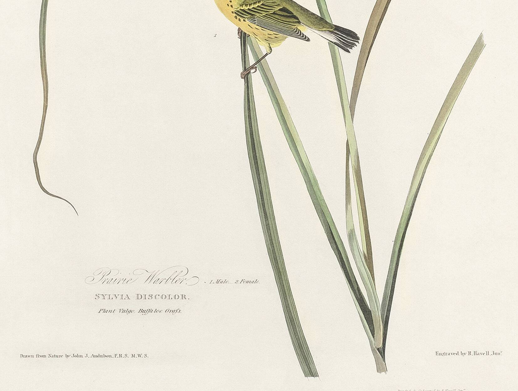 Poster about the Meadow Warbler, after an old engraving from 1827.