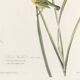 Poster about the Meadow Warbler, after an old engraving from 1827.