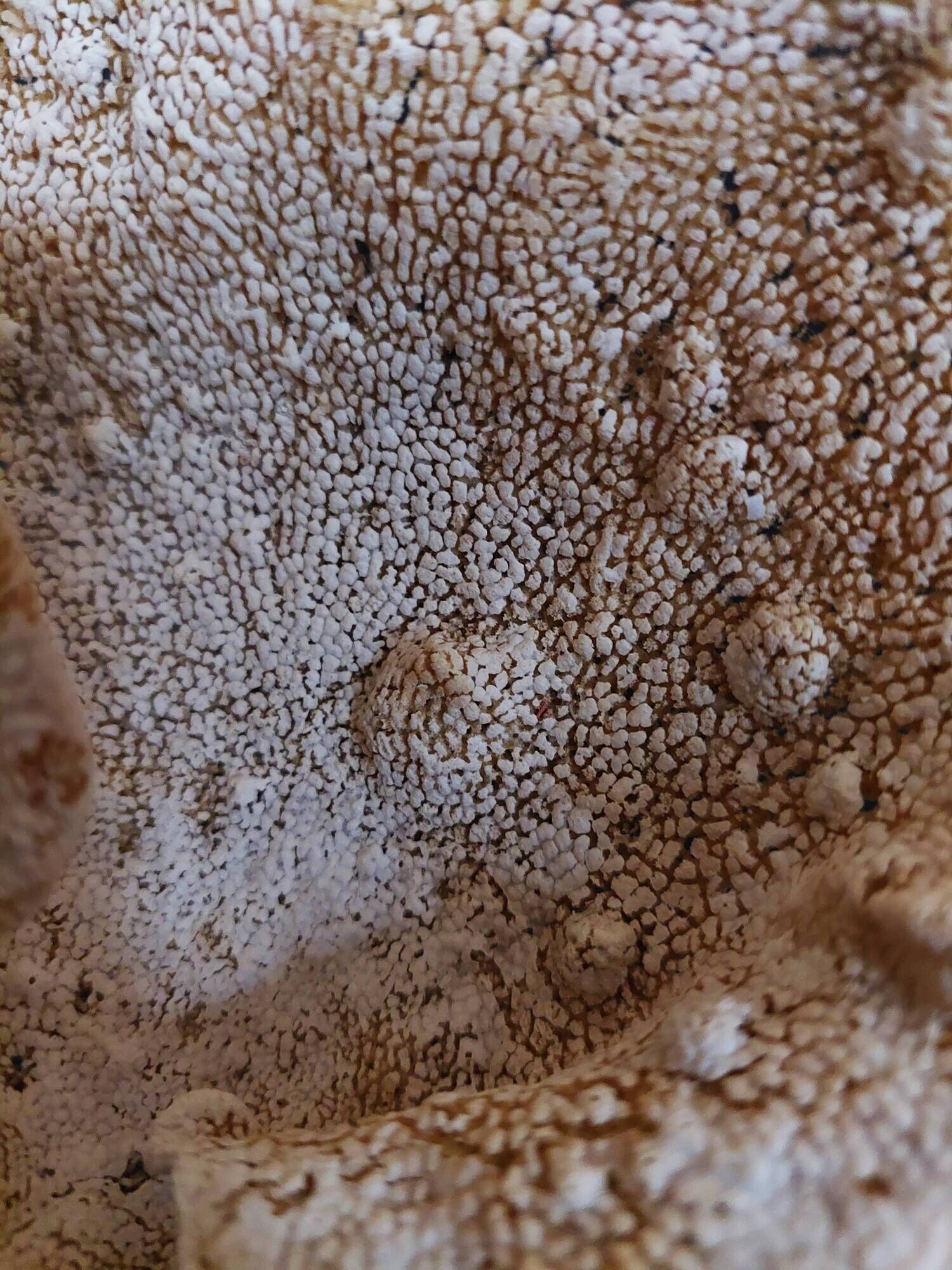 Cabinet of Curiosities sponge carteriospongia foliascens on base