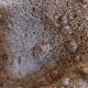 Cabinet of Curiosities sponge carteriospongia foliascens on base