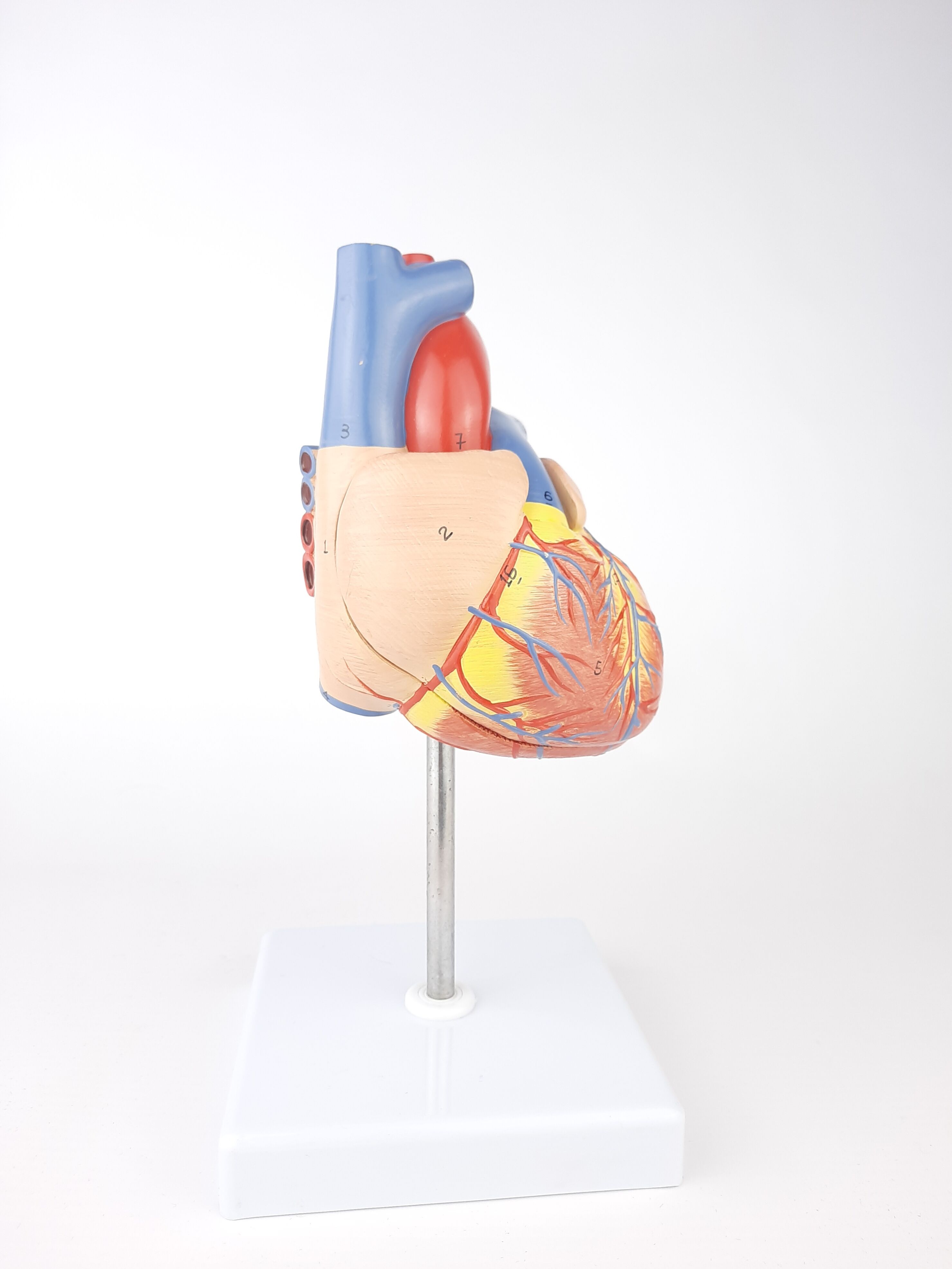 Vintage human heart anatomical model